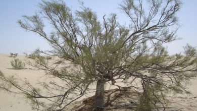 صورة مرصد بيئي يحذر من إنقراض نوع من الأشجار في العراق
